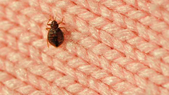 Major Midwest city tops bedbug infestation list for fifth consecutive year